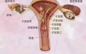 女人的隐私包括哪些内容？如何保护个人隐私？