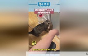 男孩放跑客人寄存的2万元猫，原因是什么？如何防范？